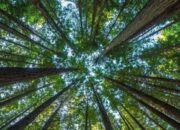 Kalsel, 51,57 Persen Dibebani Izin Konsesi