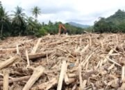 Guru Besar IPB Sebut Kayu Gelondongan Banjir Sumatera Libatkan Manusia