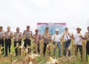 Panen Raya Jagung Serentak di Pulau Laut Timur, Hasilkan 10 Ton