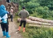 Puluhan Batang Kayu Hasil Penebangan ilegal Diamankan KPH Tanah Laut