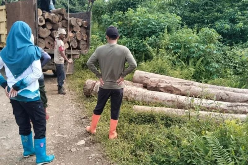 Puluhan Batang Kayu Hasil Penebangan ilegal Diamankan KPH Tanah Laut 1 IMG 20251215 WA0028