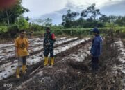 Sinergi Babinsa dan Petani Garap Lahan Cabai 3 Borong di Tabu Darat Hulu
