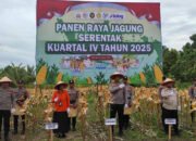 Bupati Saiful Hadiri Panen Raya Jangung Kuartal IV Tahun 2025