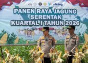 Panen Raya Jagung Serentak Perdana 2026 di Desa Semisir