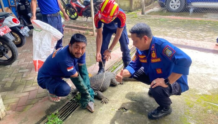 Kaget Biawak di Parkiran Kantor