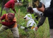 Dishut Kalsel Tanam 300 Pohon Bintaro, Perkuat Kawasan Hijau di Banjarbaru