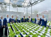 TP PKK HSS Sukses Panen Pakcoi Hidroponik