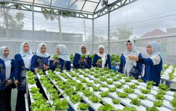 TP PKK HSS Sukses Panen Pakcoi Hidroponik 4 Hal 12 HSS 1 3 klk 1