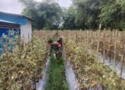 Pererat Kemanunggalan TNI dan Rakyat, Babinsa Bantu Warga Panen Tomat