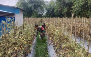 Pererat Kemanunggalan TNI dan Rakyat, Babinsa Bantu Warga Panen Tomat 4 IMG 20260203 WA0049