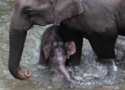 Seorang Perempuan Tewas Diserang Gajah Liar