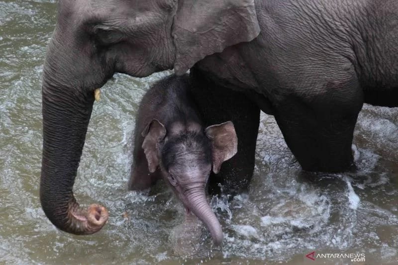 Seorang Perempuan Tewas Diserang Gajah Liar 1 IMG 20260214 WA0011