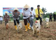 Tanam Jagung di Pagar Haur