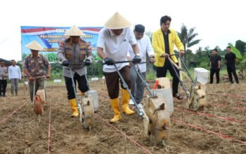 Tanam Jagung di Pagar Haur 5 Hal 12 HSS 3 klk