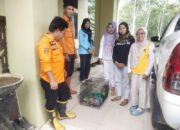 BPBD Balangan Serahkan Anak Bekantan ke BKSDA untuk Direhabilitasi