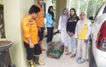BPBD Balangan Serahkan Anak Bekantan ke BKSDA untuk Direhabilitasi 5 Hal 2 Bal 3 klm 9