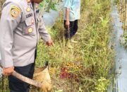 Suami Istri di Haruyan, HST Dibacok Gunakan Parang di Kebun Tomatnya