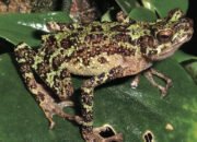 ‘Hilang’ Lebih Satu Abad Katak Pelangi Ditemukan Lagi