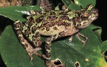 1 15 klm katak