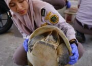 Penyelundupan 179 Ekor Kura-kura asal Kalsel Digagalkan