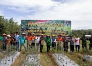 Panen Raya Cabai Rawit Bersama Masyarakat di Desa Madang 