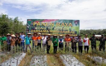 Panen Raya Cabai Rawit Bersama Masyarakat di Desa Madang 4 Hal 12 HSS 1 3 klm 8