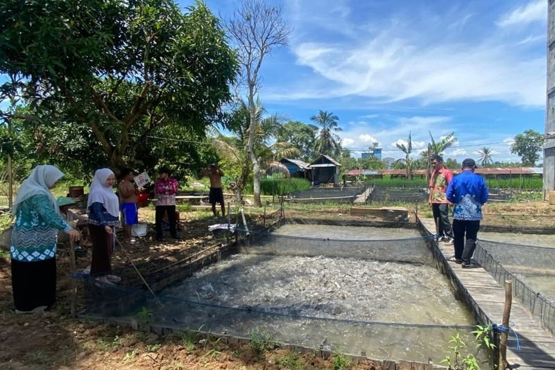 Hal 4 4 KLm Martapura Budidaya lele