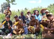 Panen Jagung Manis Perdana di Desa Sebelimbingan