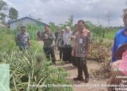 Direktur Hilirisasi Holtikultura Kementan RI Monitoring Bantuan Dan Capaian LTT Padi Di Batola