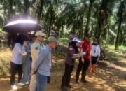 PN Pelaihari Gelar Sidang Pemeriksaan Setempat Lahan Perkebunan, Tergugat Kembali Mangkir