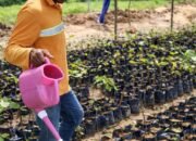 Revitalisasi Lahan Tambang, Hasnur Group Uji Coba Pongamia untuk Energi Hijau di Tapin