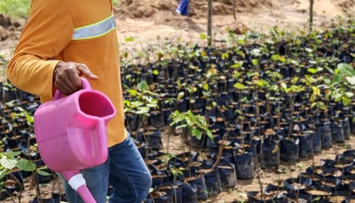 Revitalisasi Lahan Tambang, Hasnur Group Uji Coba Pongamia untuk Energi Hijau di Tapin