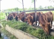 Stok Hewan Kurban di Banjarbaru Aman, Harga Mulai Rp3 Juta per Ekor‎‎