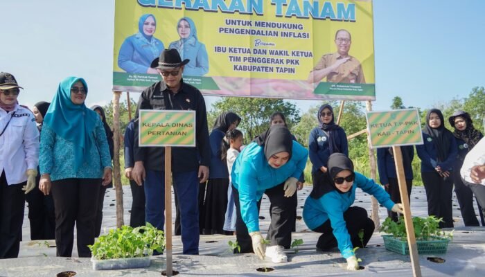 Tekan Inflasi, PKK dan Dinas Pertanian Tapin Gerakkan Penanaman Cabai