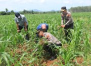Dukung Ketahanan Pangan, Polsek Jajaran Polresta Banjarmasin Pantau Perkembangan Tanam Jagung di Tanah Laut
