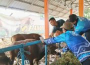 Stok Hewan Kurban Banjar Dipastikan Aman-Sehat
