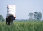 Lindungi Petani, Pemerintah Perketat Impor dan Turunkan Harga Pupuk