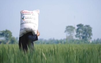 Alokasi pupuk bersubsidi belimpah 1