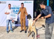 Pelindo Batulicin Rutin Salurkan Bantuan Hewan Qurban ke Masyarakat