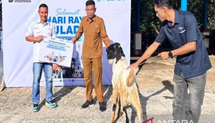 Pelindo Batulicin Rutin Salurkan Bantuan Hewan Qurban ke Masyarakat