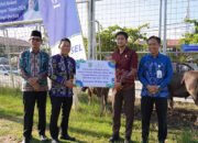 Jelang Iduladha 1447 H Pemkab Balangan Salurkan 24 Sapi Kurban