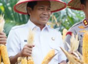 Bupati Hadiri Panen Raya Jagung Serentak Kuartal II