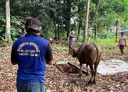 Hewan Qurban LDII Tabalong Aman Dikonsumsi