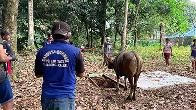 Hewan Qurban LDII Tabalong Aman Dikonsumsi 1 Hal 8 TABALONG Afv 3 klm
