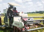 Bupati HST Panen Raya, Jadi Sinyal Serius Dorong Swasembada Pangan