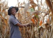 Pemerintah Perkuat Stok Jagung Lewat Inpres Nomor 3 Tahun 2026