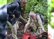 Bunga Langka Rafflesia Mekar di Hutan Palupuh Agam