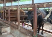 Jelang Hari Raya Idul Adha, DPKP Kota Palangka Raya Cek Kesehatan Hewan Kurban