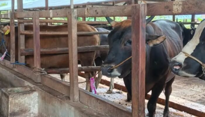 Jelang Hari Raya Idul Adha, DPKP Kota Palangka Raya Cek Kesehatan Hewan Kurban
