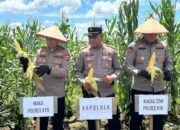 Panen Raya Jagung Dukung Ketahanan Pangan Nasional